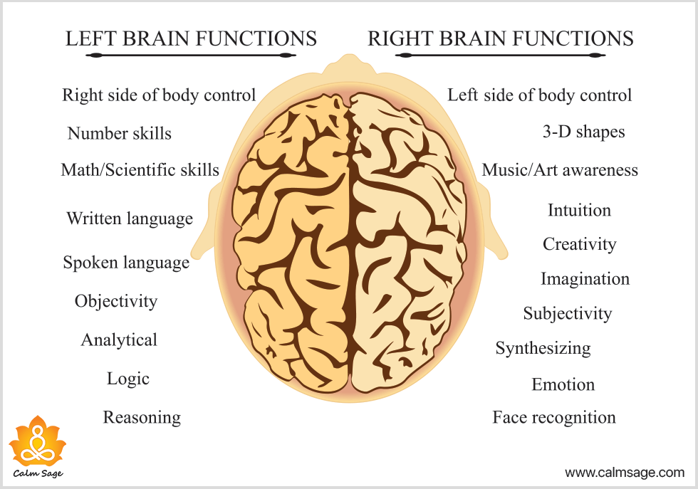 左和右大脑